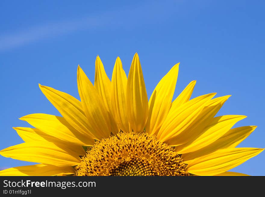 Sunflower Against A Sky Background