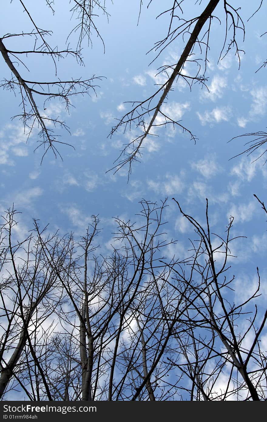 Upward look of tree branches with lo leafs in autumn. Upward look of tree branches with lo leafs in autumn.