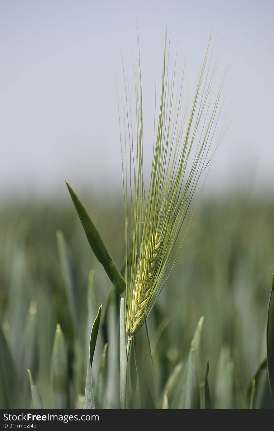 Wheat in detail