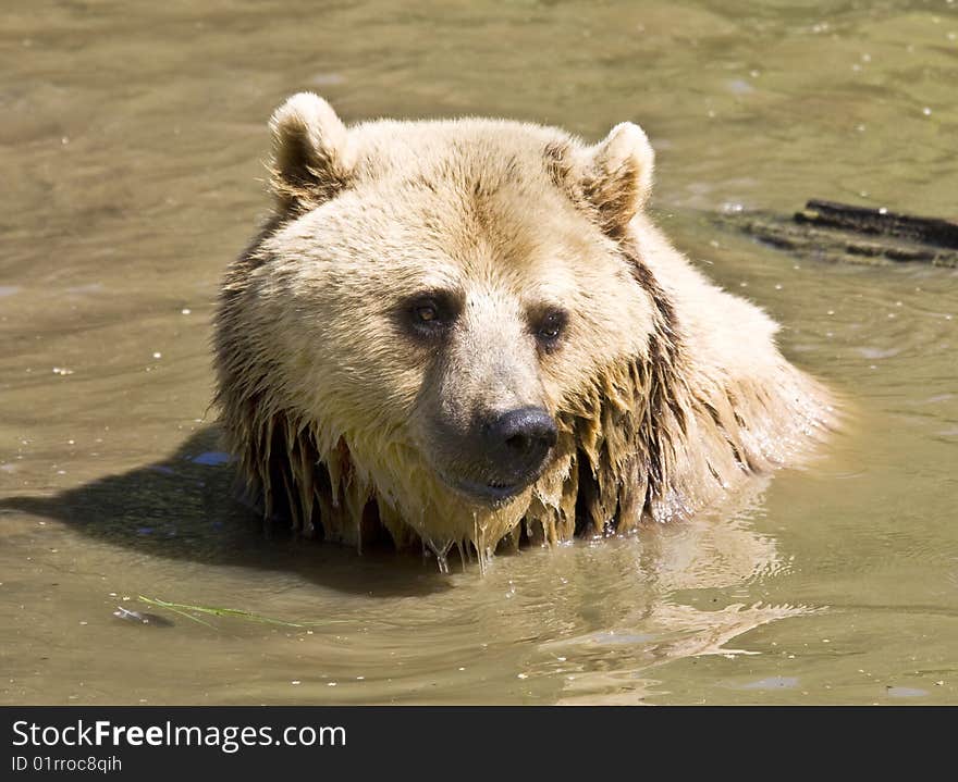 European brown bear swimming in a river