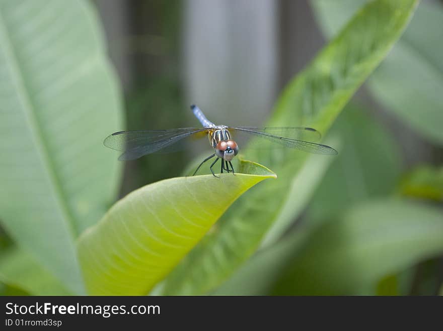 Dragonfly