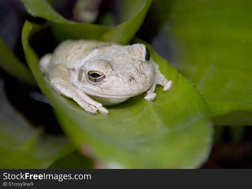 Grey tree frog sitting on a green plant outdoors.