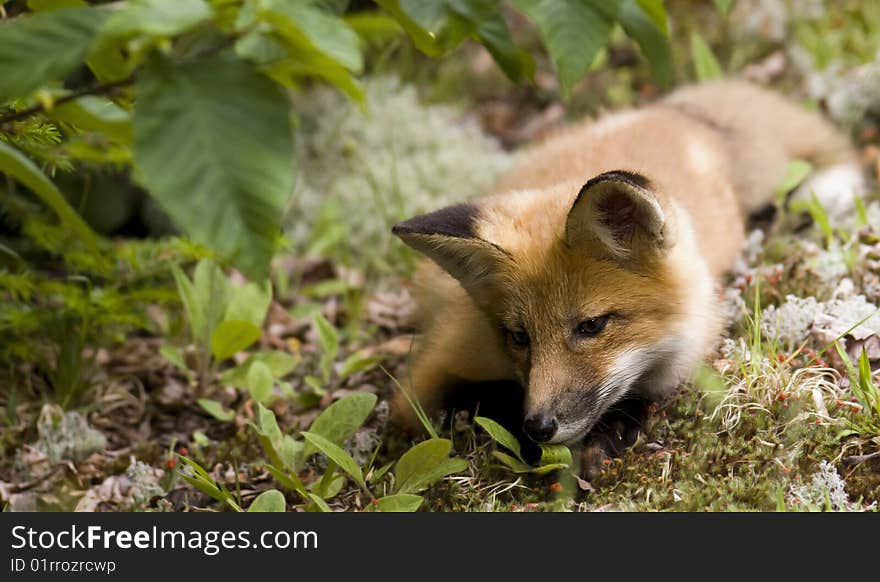 Mammal  red fox A