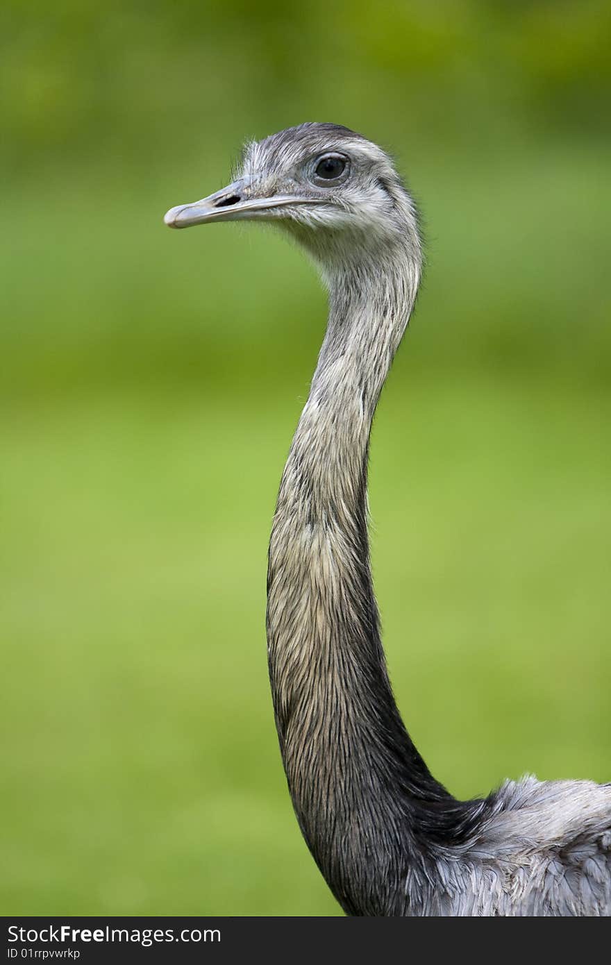 A gray ostrich, head and neck, in front of a green background. A gray ostrich, head and neck, in front of a green background