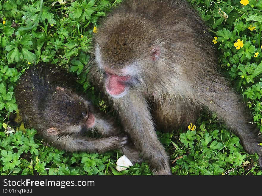 A mother monkey and her baby. A mother monkey and her baby