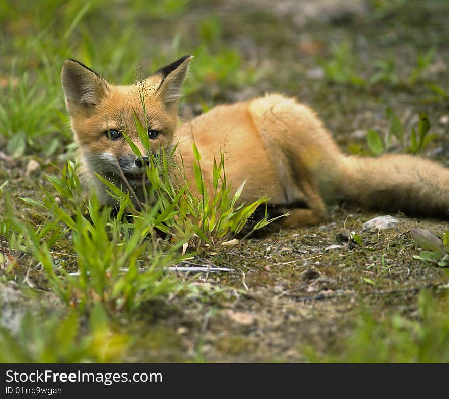 Mammal  red fox E