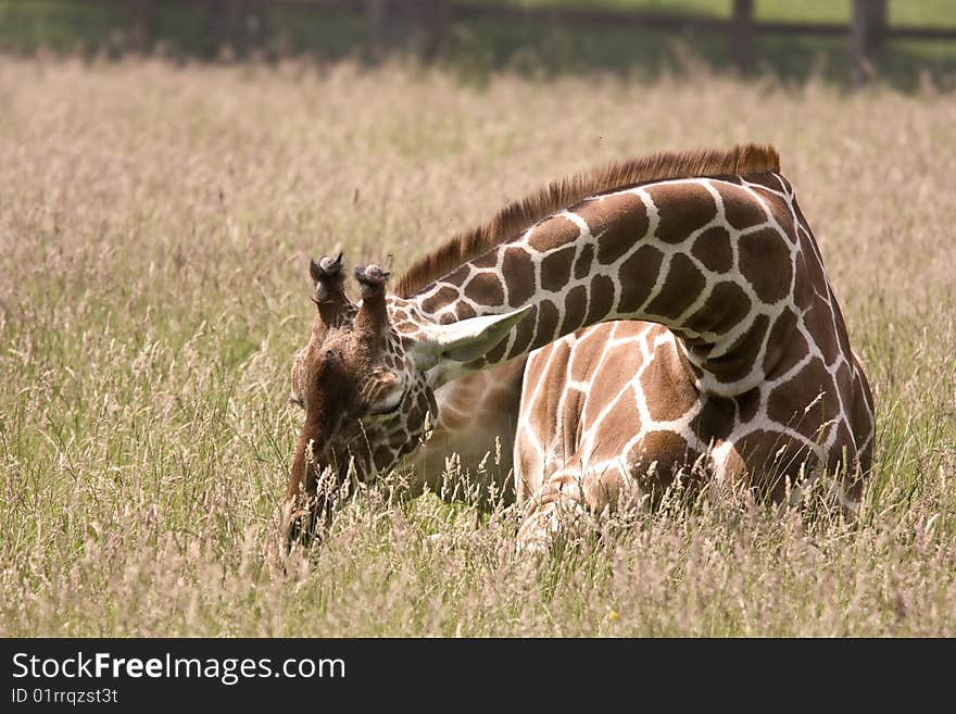 Giraffe lying in a field eating grass. Giraffe lying in a field eating grass