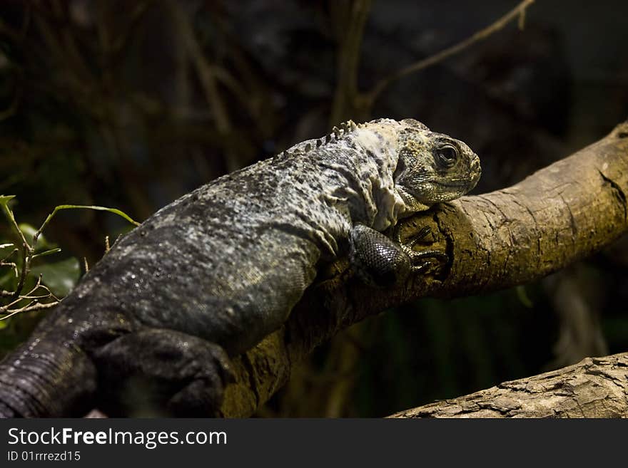 A gecko lizard perched on branch