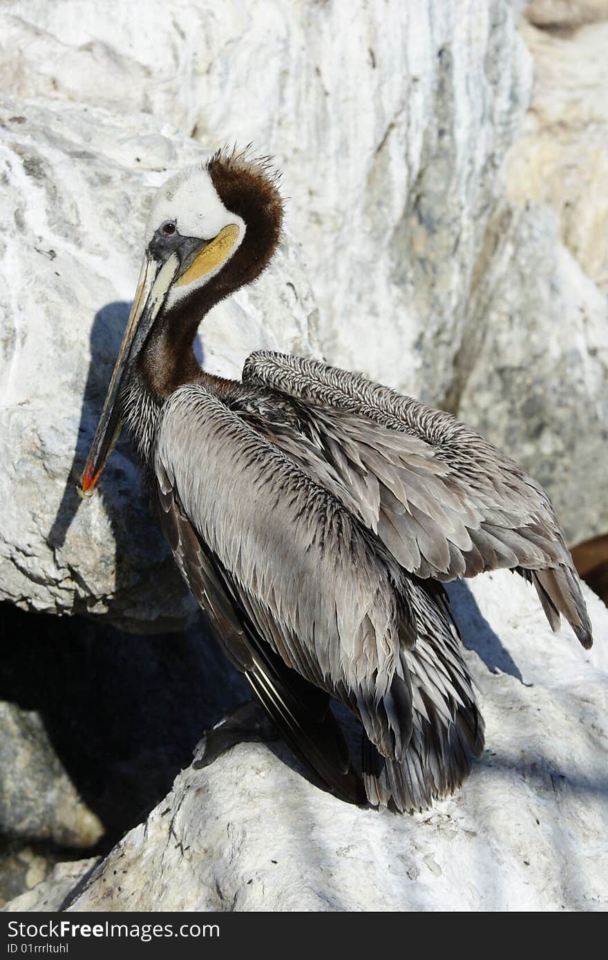 Pelican in Monterey, CA