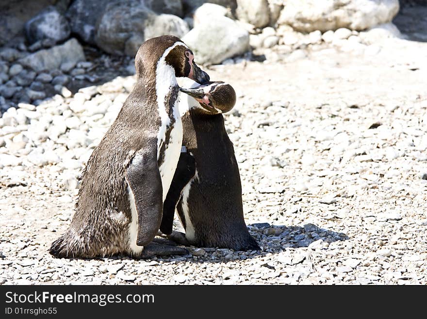 Mum and baby arctic penguin cleaning one another. Mum and baby arctic penguin cleaning one another