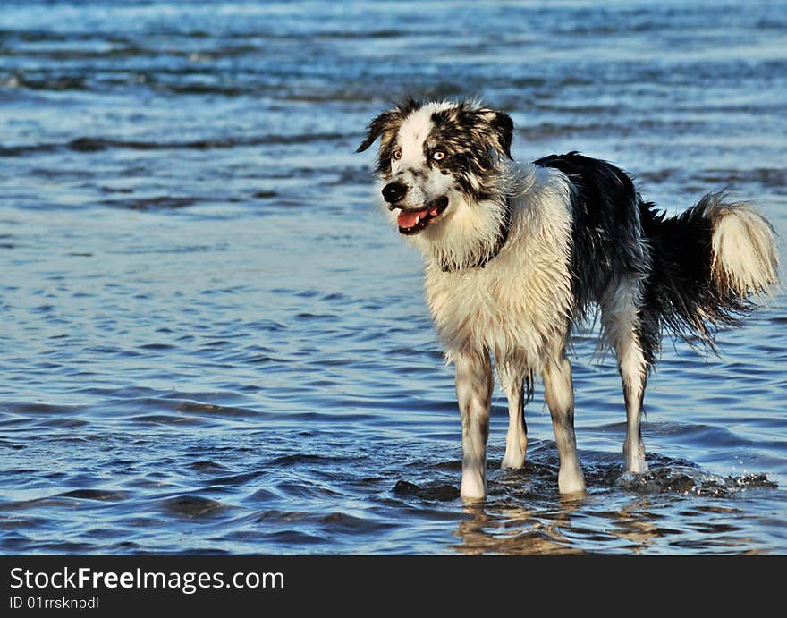 Alert Border Collie dog in the water. Alert Border Collie dog in the water