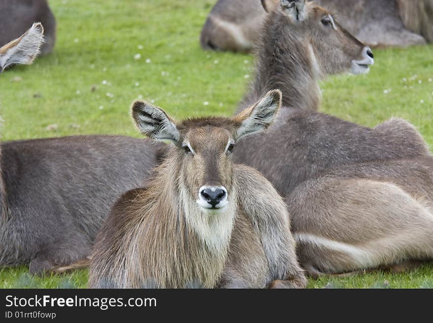 Roan antelope lying on grass