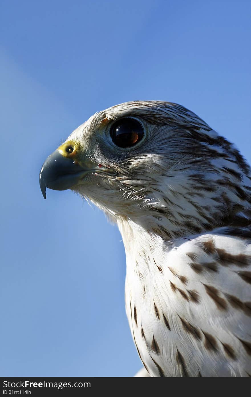 View of the head of falcon, bird of prey. View of the head of falcon, bird of prey.