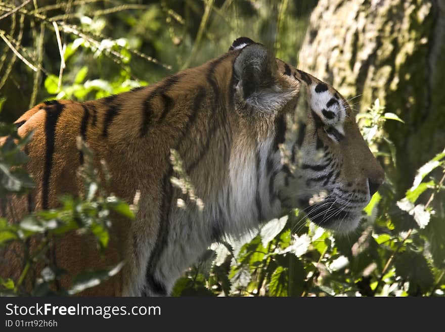 Tiger walking through grass