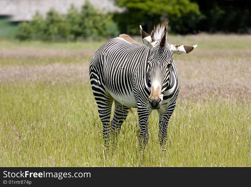 Zebra