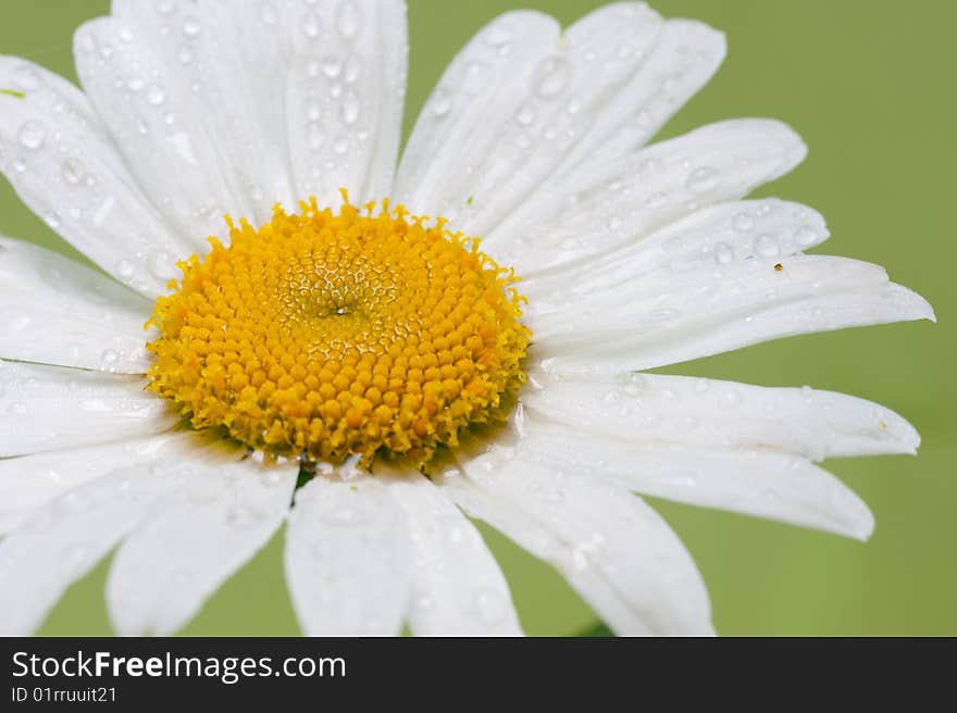 Macro of a shasta daisy after a rain the petals are wet isolated on green. Macro of a shasta daisy after a rain the petals are wet isolated on green