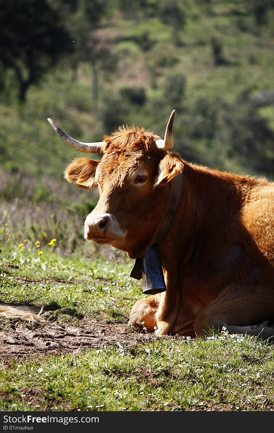 Cow Sitting Of The Grass