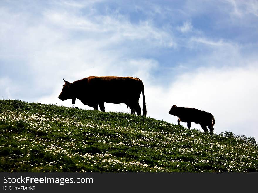 Group of brown cows on the green hills. Group of brown cows on the green hills.