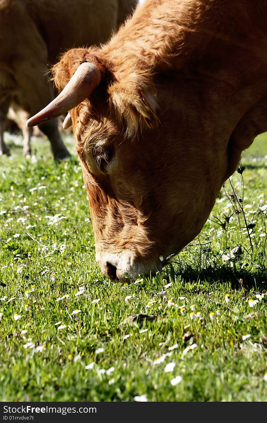 Brown cow closeup eating the green grass. Brown cow closeup eating the green grass.