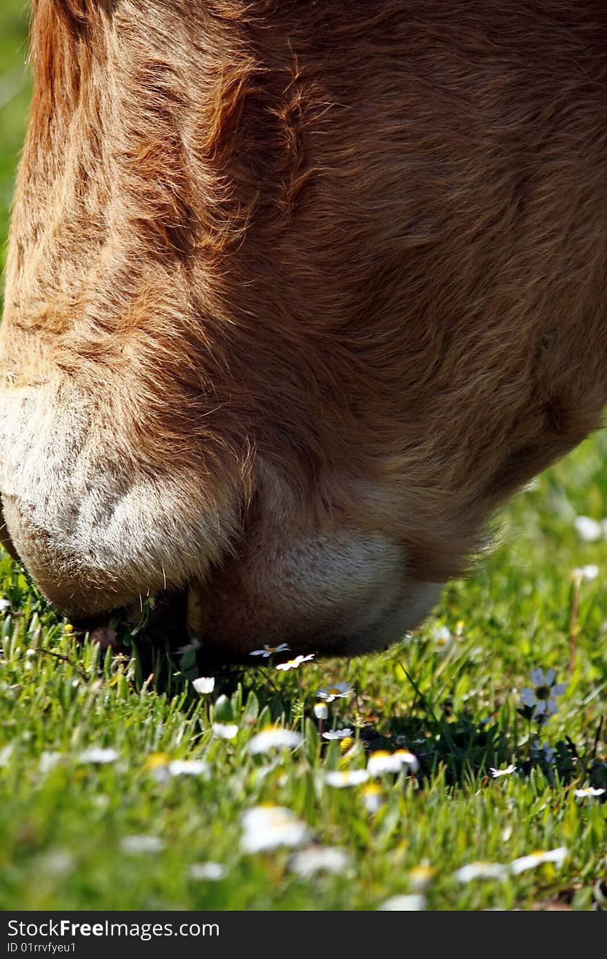 Brown cow eating the green grass.