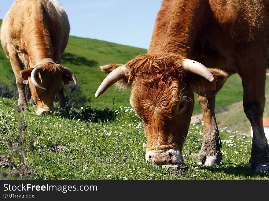 Two brown cows eating the green grass on the hills. Two brown cows eating the green grass on the hills.