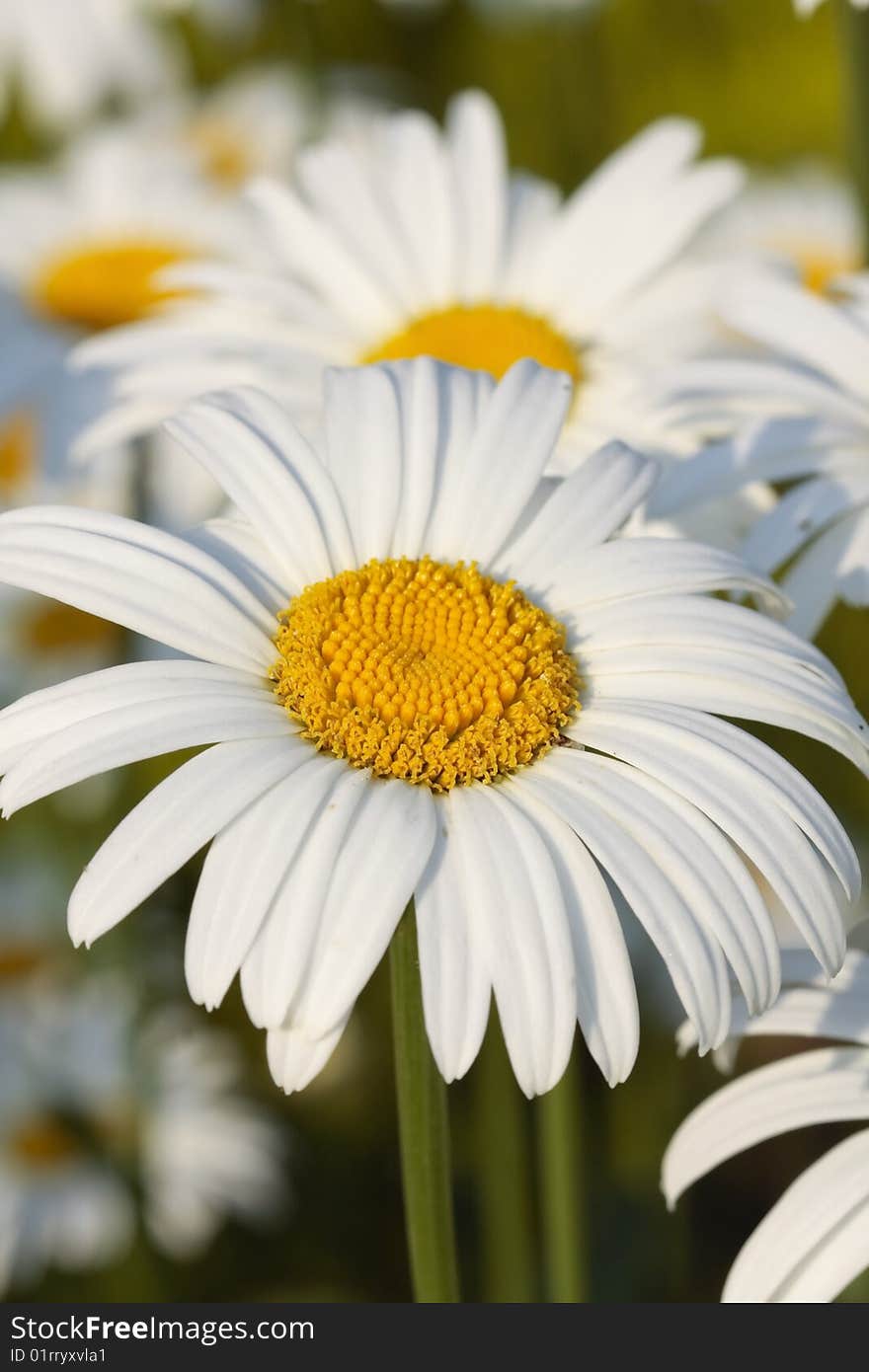 White Daisy Flowers