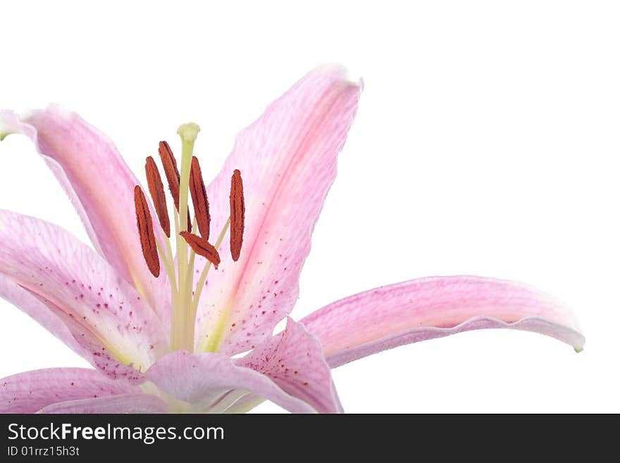 Stargazer lily flower