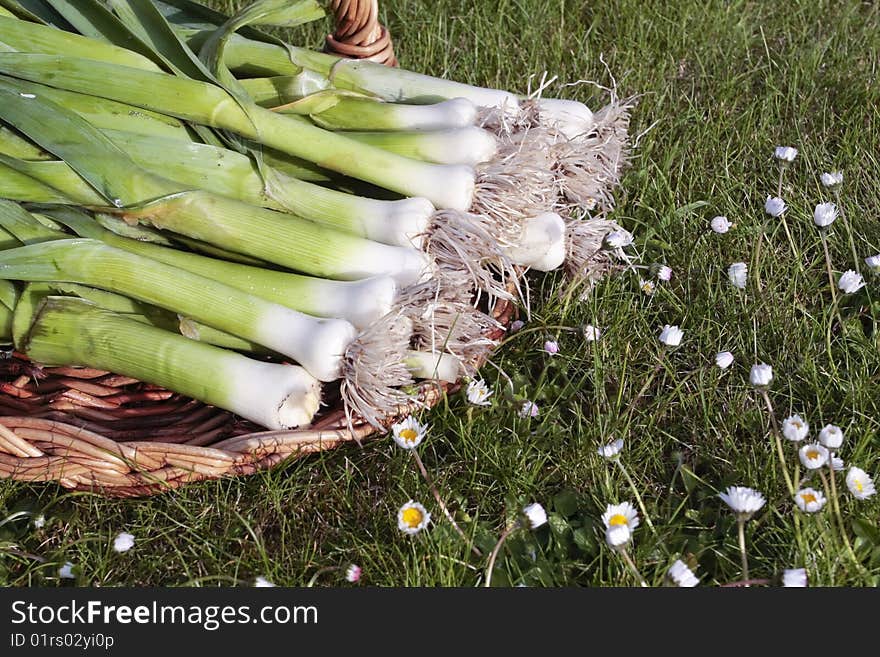 Bunch of fresh leeks produce