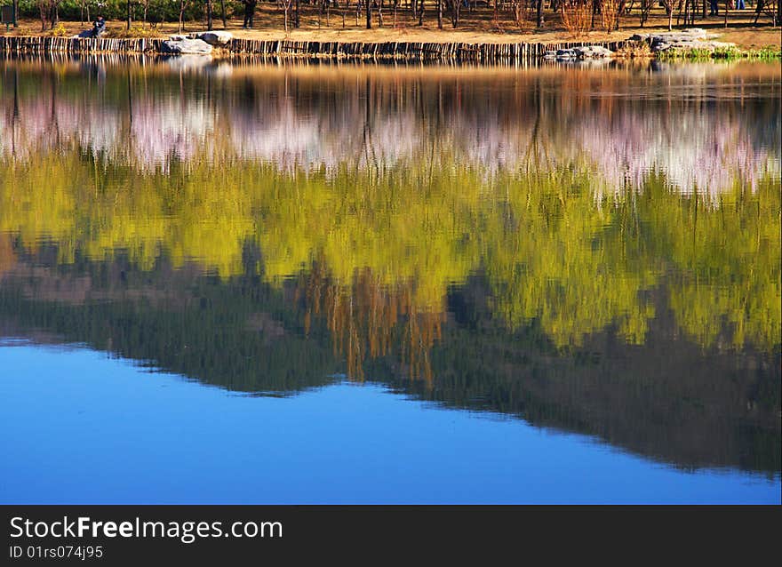 Water reflection of the forests