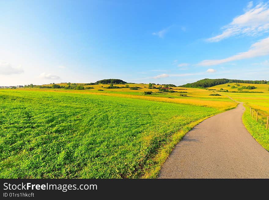 Summer meadow