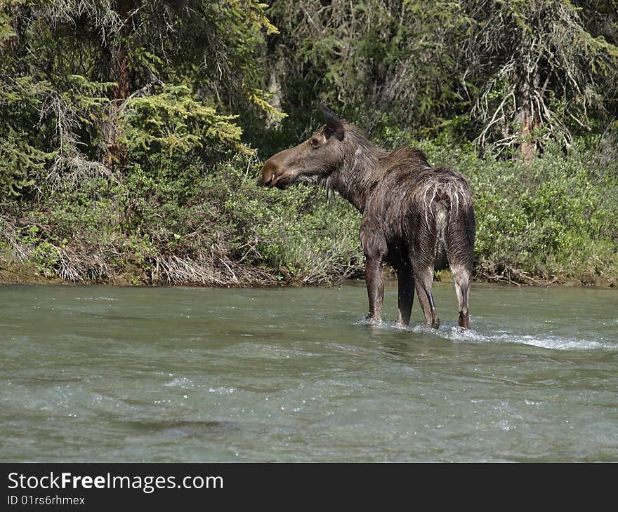 Moose Crossing River.