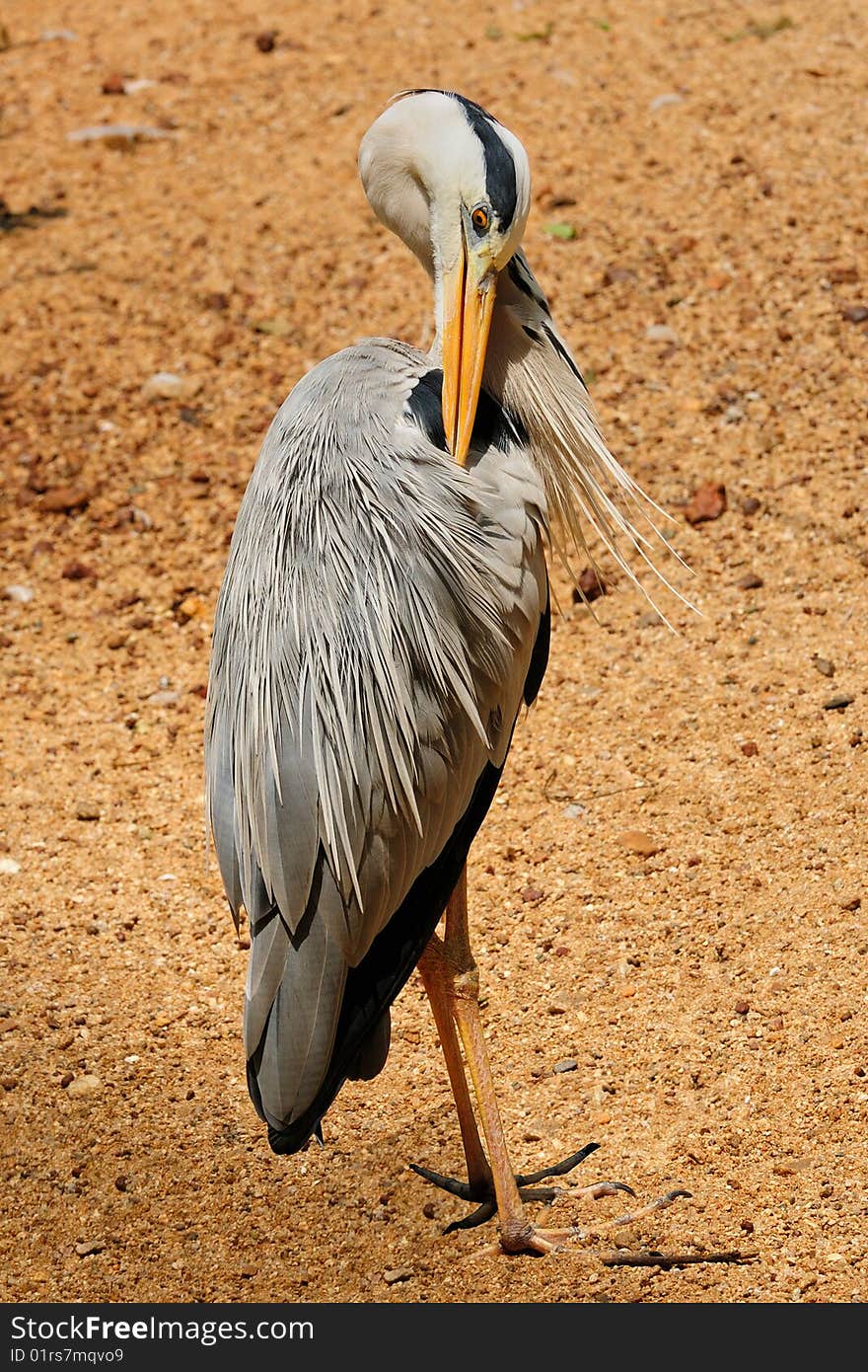 A grey heron stanging in the hot sun