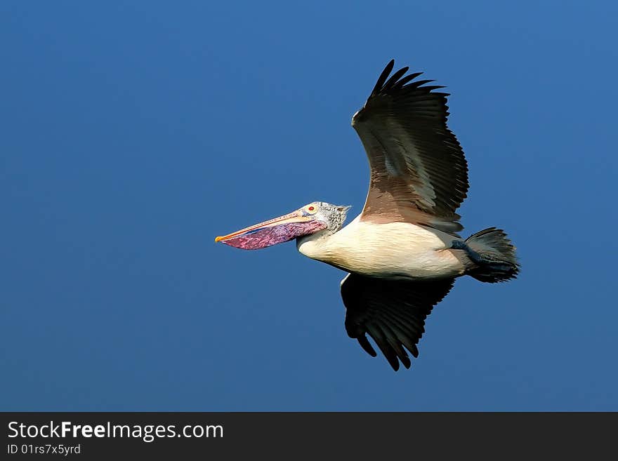 Pelican In Flight