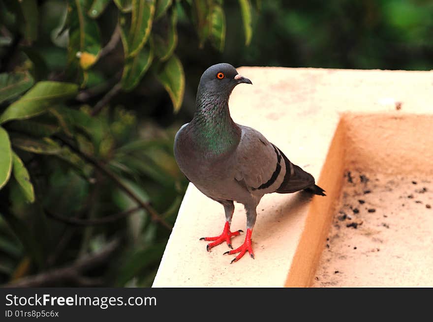 An handsome pigeon resting on a concrete wall