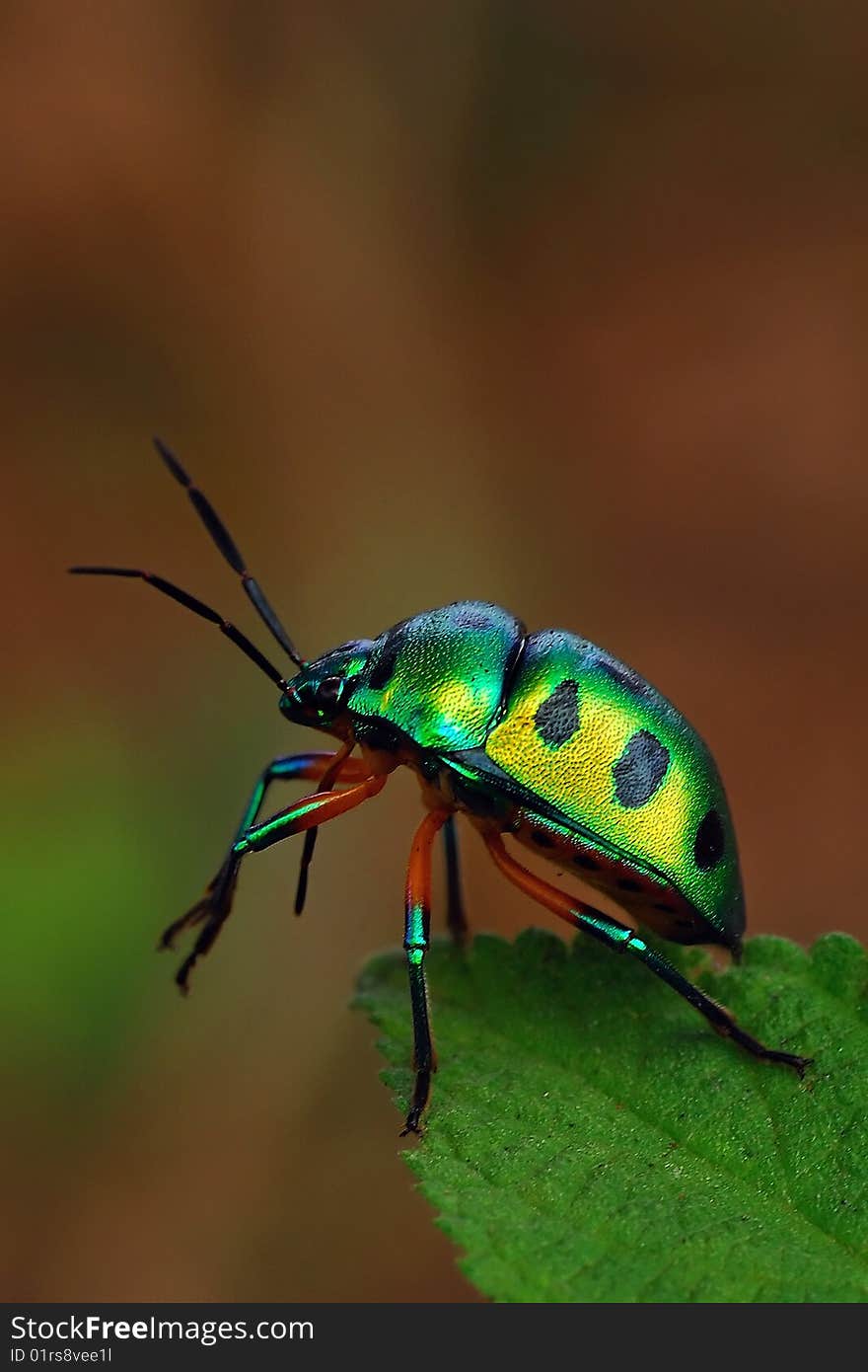 Jewel bug commonly found in the tropical continents