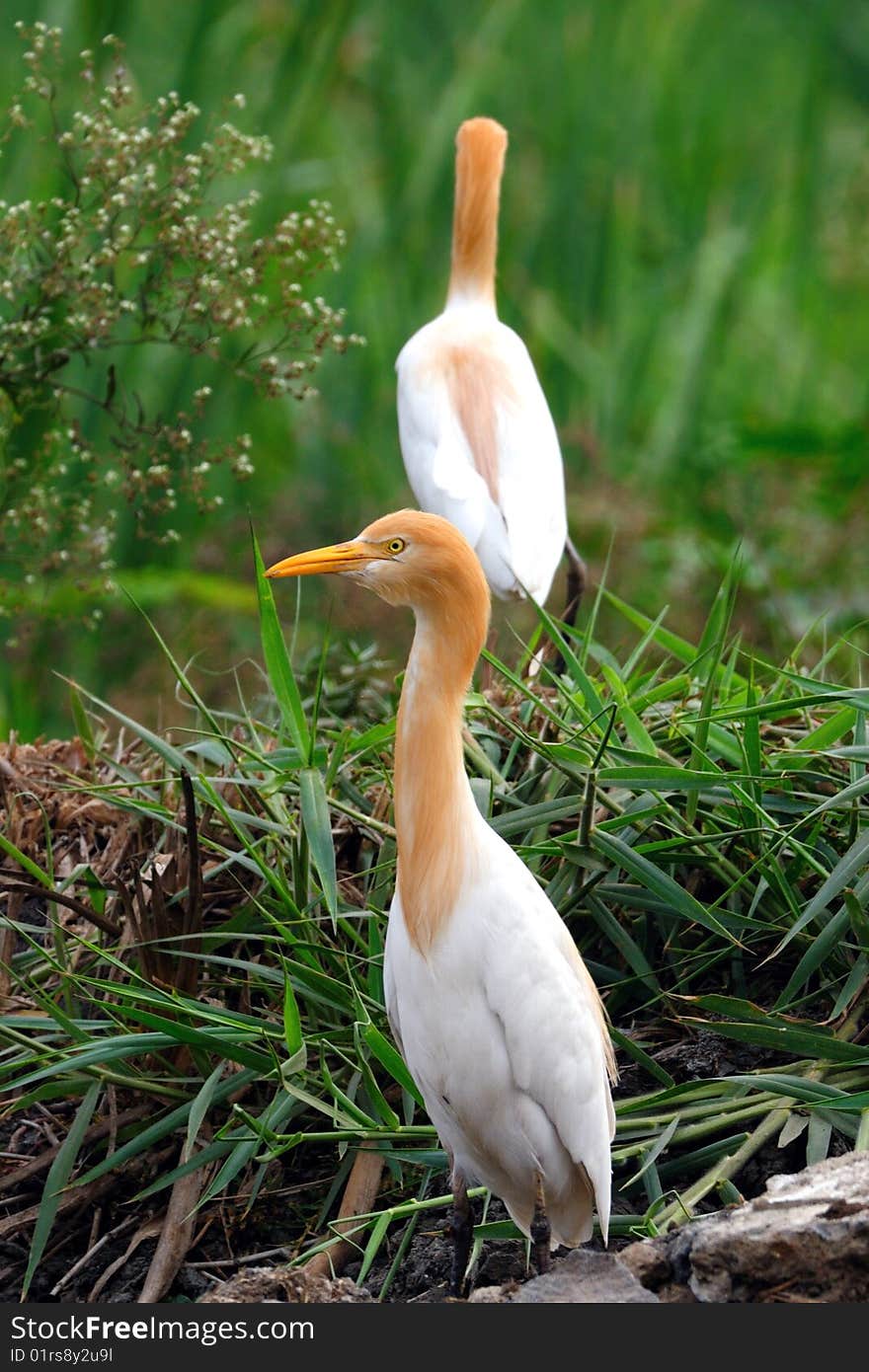 Beautiful large egrets on a greener marshland