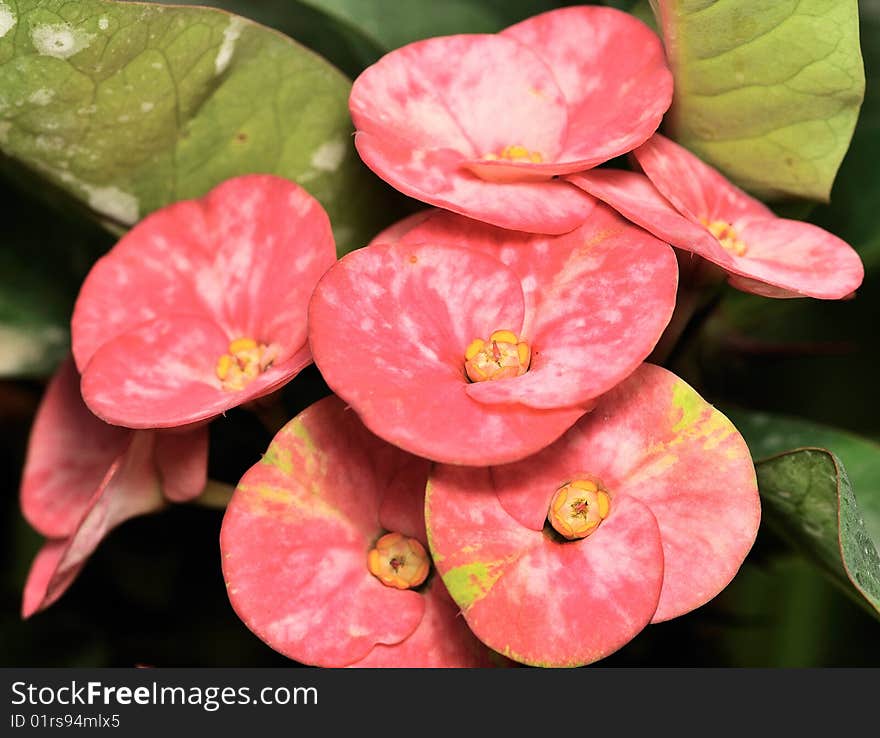 Macro shot of crown of thorns young plant. Macro shot of crown of thorns young plant