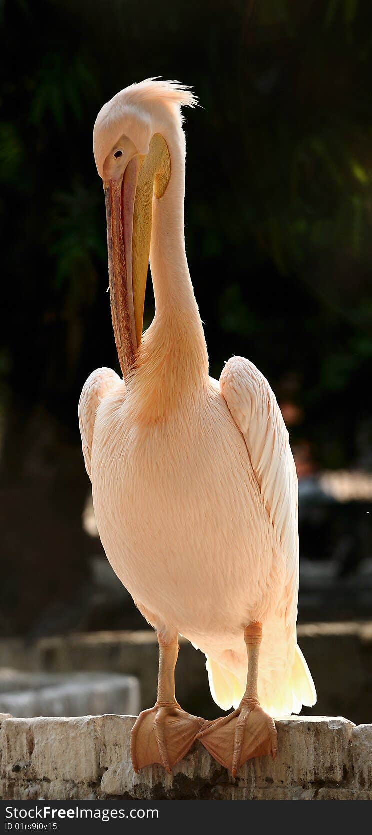 Beautiful large Pelican being backlit by the sun. Beautiful large Pelican being backlit by the sun