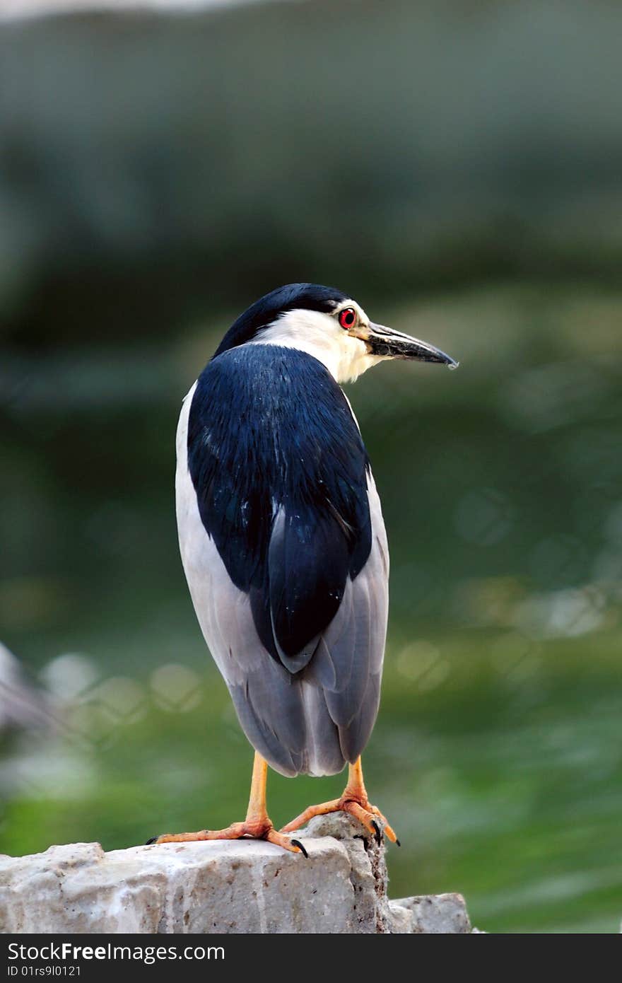 Night Heron