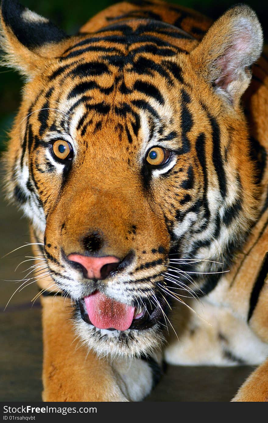 Closeup photo of a tiger at a local zoo