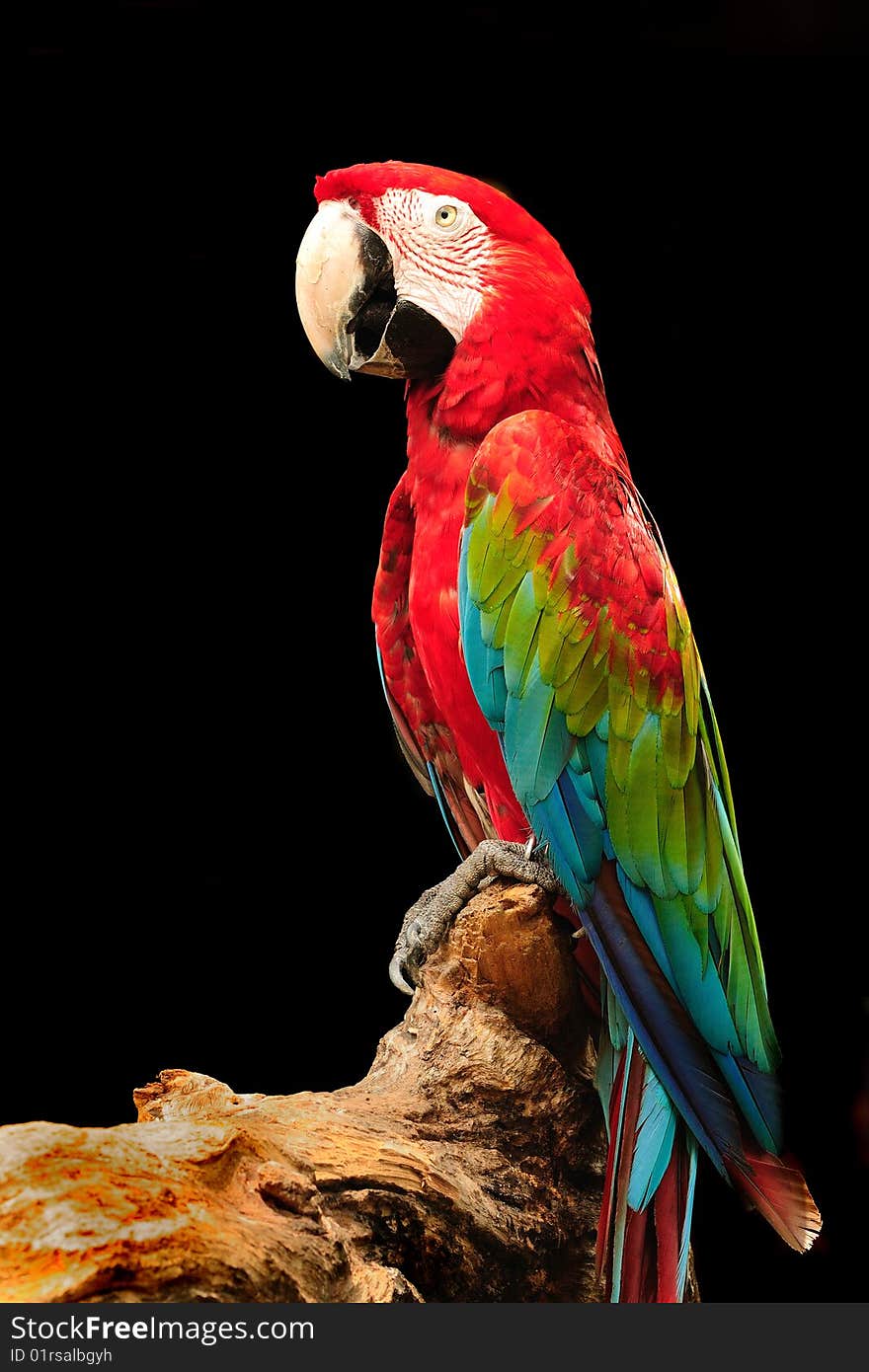 Macaw