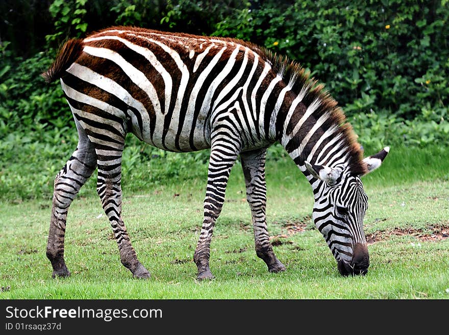 Zebra