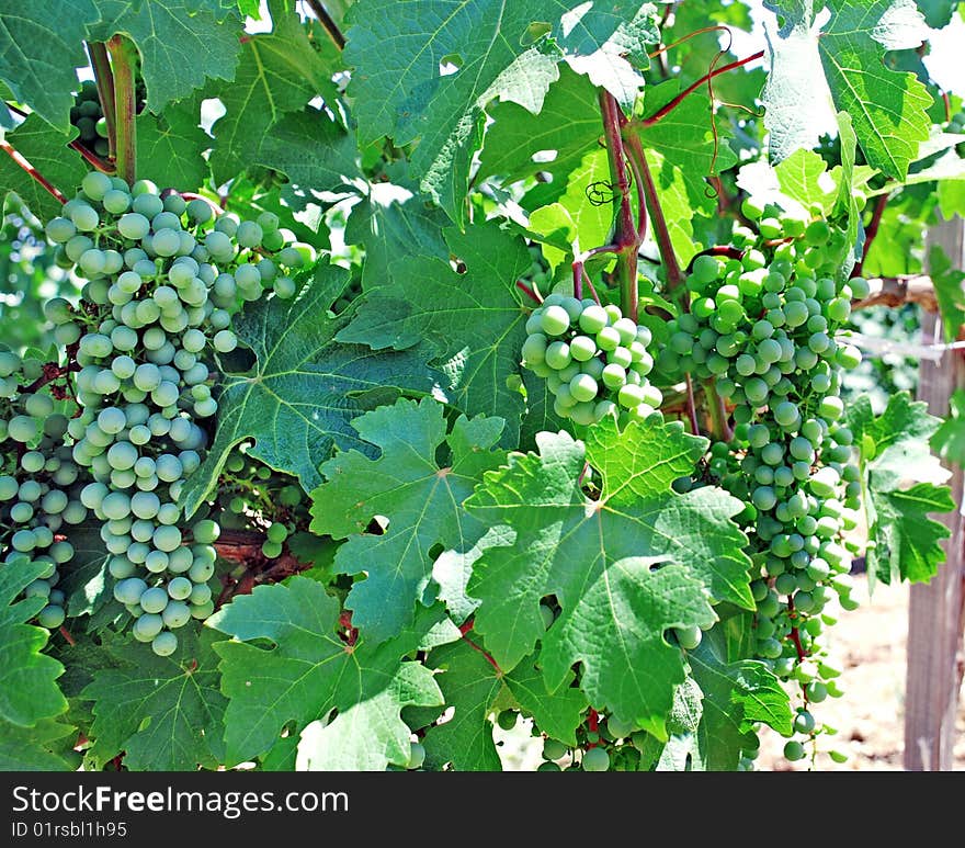 Green vine leaves and growing grapes background. Green vine leaves and growing grapes background