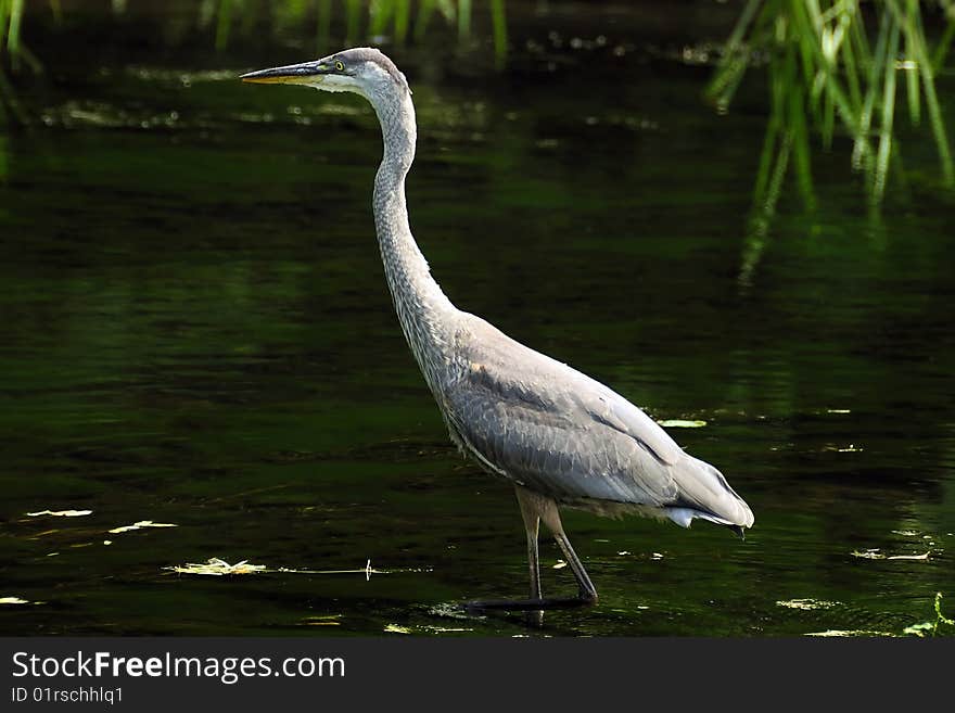 Great Blue Heron