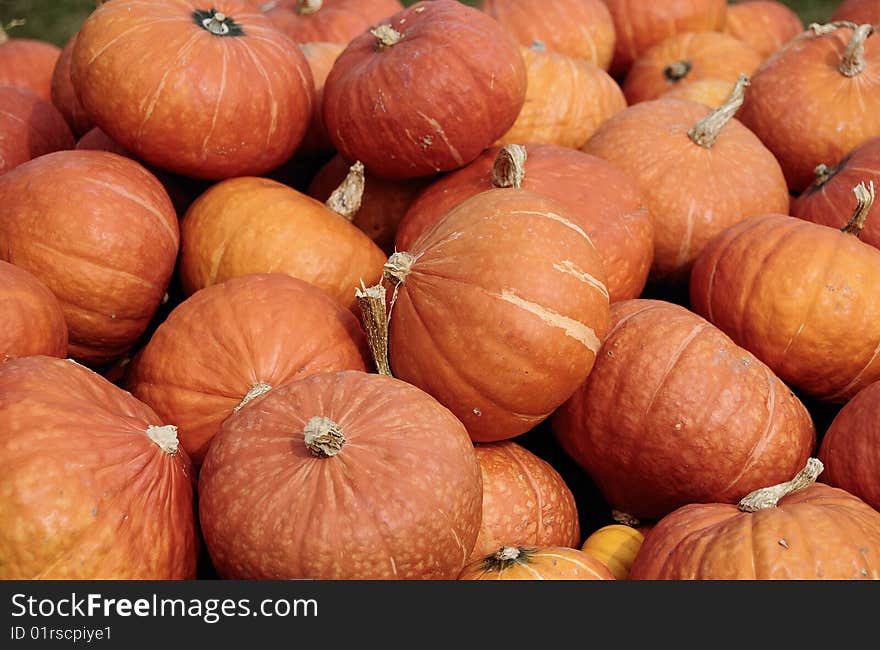 Freshly harvested pumpkins ready for sale at a local market