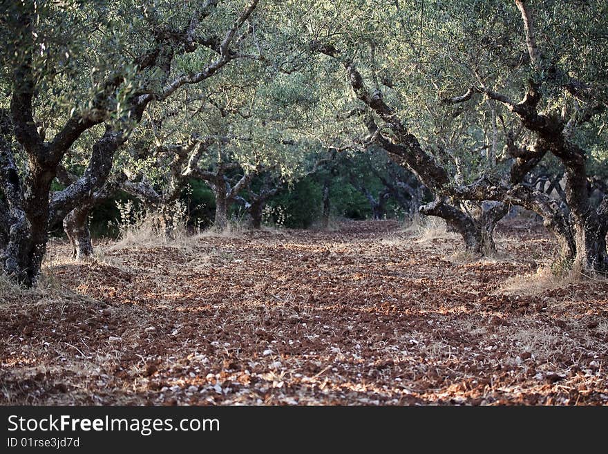 A grove of olive trees with fresh green leafs and a red-brown ground. A grove of olive trees with fresh green leafs and a red-brown ground.