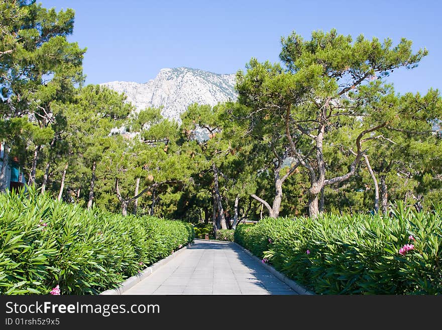 Boulevard, under the sun and the forest road