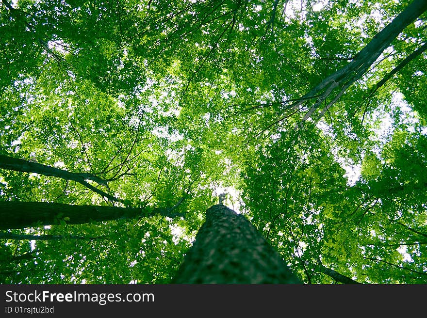 Sunlight in trees of green summer forest