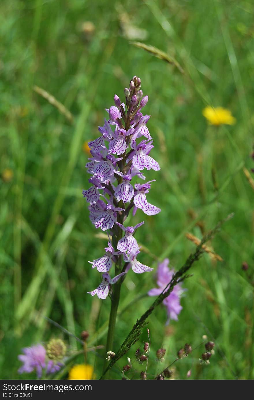 Flowers on a meadow about a summer residence