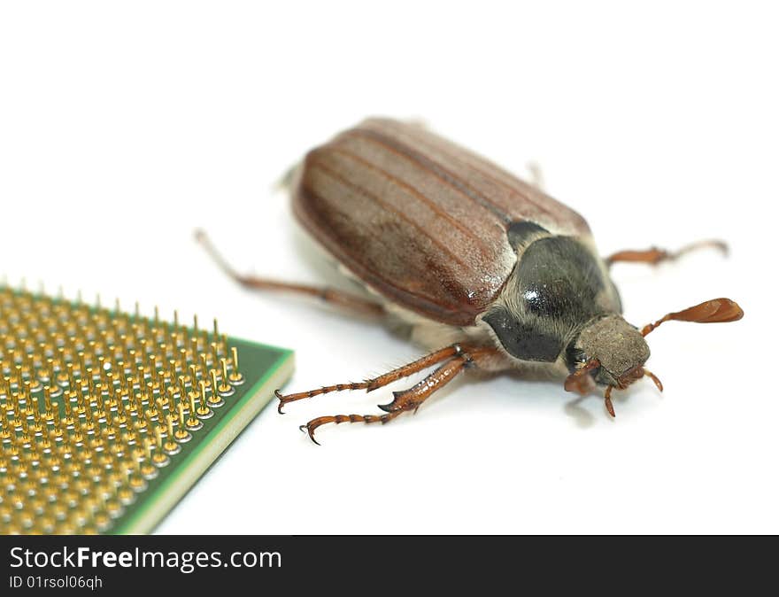 Microchip bug - large bug crawling by a  modern microprocessor chip